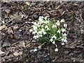 Snowdrops by the Tyne