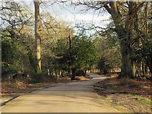 SU2407 : Bolderwood Arboretum Ornamental Drive by Steve Daniels