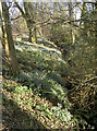 Snowdrops in Manor Road Community Woodlands