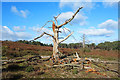 SU8540 : Dead Wood on Frensham Common by Des Blenkinsopp