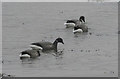 Brent geese, St John