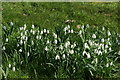 View of snowdrops in the Gibberd Garden