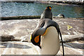 Penguin enclosure Edinburgh Zoo