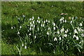 View of snowdrops in the Gibberd Garden #2