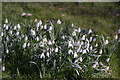 View of snowdrops in the Gibberd Garden #3