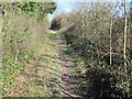 Footpath towards Twyford Down