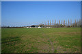 Sedgemoor : Grassy Field