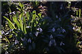 View of snowdrops in the Gibberd Garden #5