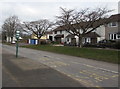 Deciduous trees, North Road, Croesyceiliog, Cwmbran