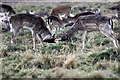 Fallow Deer (Dama dama) in Hampton Court Park