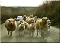 Sheep & lambs heading towards Shop