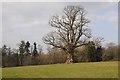 Mature tree in a field at Broxwood