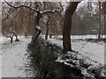 Branksome: snow in Coy Pond Gardens
