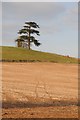 Tree on Thing-Hill