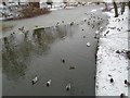 Part-frozen River Colne