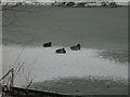 Frozen River Colne and ducks