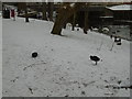 Two cold coots on river bank