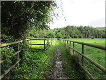 ST4716 : Footpath to Gross' Wood by Jonathan Thacker