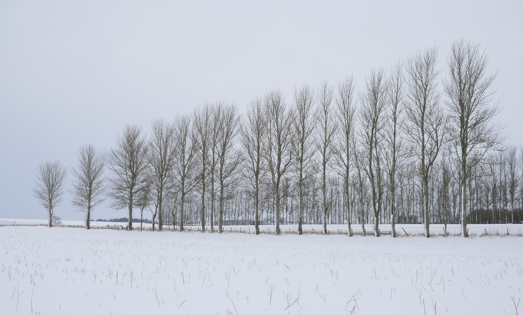 Snowy fields with an angled line of poplars silhouetted against a very pale blue sky
