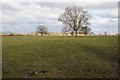 Field near Newbridge Green