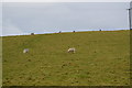 Sheep grazing