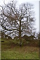 Big tree by West Devon Way