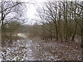 Path in wood on Gorsty Bank