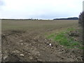 Greening field, north of Stripe Plantation