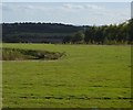 Edge of a pond near Farthing Wood