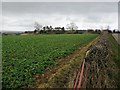 Corner of an arable field, off Watlass Moor Lane