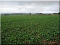 Arable field, south of Thornton Watlass