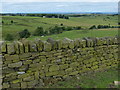 Dry stone wall at Higher Wenshead