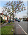 Perne Road on bin day