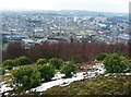 Rhododendrons and birch trees on Beacon Hill, Halifax