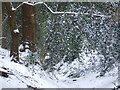 Northbourne: snowy branch over Sandy Way