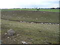 Valley field, full of sheep