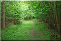 Path in Poling Copse