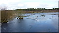 SJ5471 : Blakemere Moss, Delamere Forest by Richard Cooke