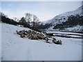 SD9098 : Flock of sheep feeding in Swaledale by Christine Johnstone