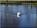 Mute Swan on Cae Ddol lake