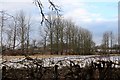 Line of poplars near Strathallan Airfield