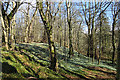 Woodland with Snowdrops