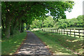 Lane towards end of Dover Lane