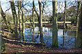 Trees in a Pond