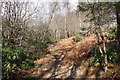 Woodland Path to Waterfall