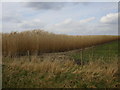 Wire fence and edge of a field of miscanthus