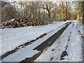 Pile of logs, Acrise Wood