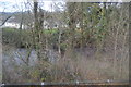 River Tavy through trees