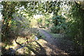 Woodland Path, Kirkcudbright