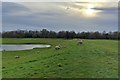 Sheep by the Wolverton Mill balancing lakes